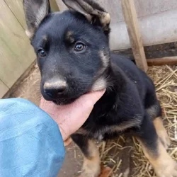 For sale Belgian malinois German Shepherd mixed pu