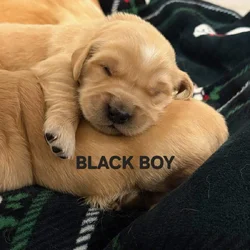 Puppies