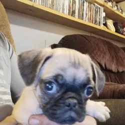 Pug puppies