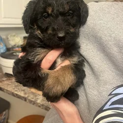 Shepadoodle Puppies