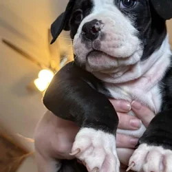 Puppies for Sale!