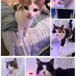 Cats for new homes