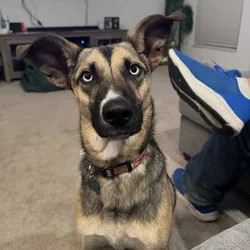 Rehome