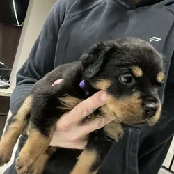 Purple Collar Rottweiler