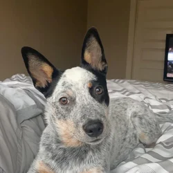 Looking for a loving home for Nova