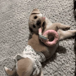 Sweet Puppy Tyson