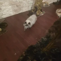 Seal Point persian cat spayed 3 yrs old