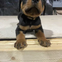 breeder