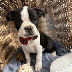 Tiny snorts, Wiggly butts, and excessive cuteness