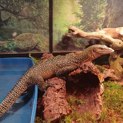 Mangrove Monitor for Sale