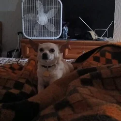 Small beautiful dog