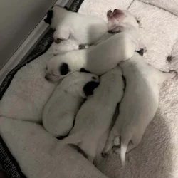 Australian cattle dog pups
