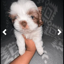 Shih Tzu puppies 600$