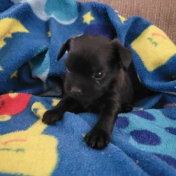 Minpin mix puppies