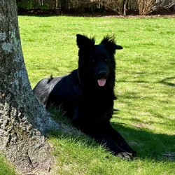 Pure bred German Shepherd