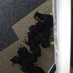 Yorkie Puppies