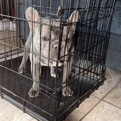 Male French bulldog for sale with papers