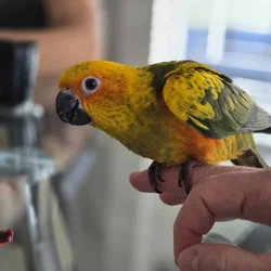 Sun conure for sale, 8 months old, hand-raised, in