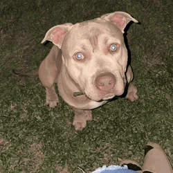 American Bullies