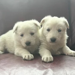 AKC All White German Shepherd puppies