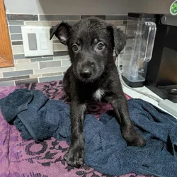 Black shepherd pups