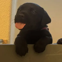 Lab puppies