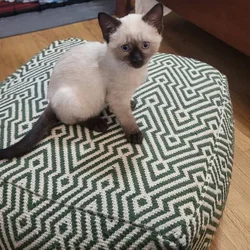 Purebred Siamese Kittens