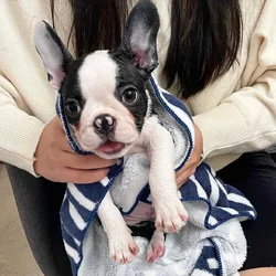 Healthy Boston puppies for adoption