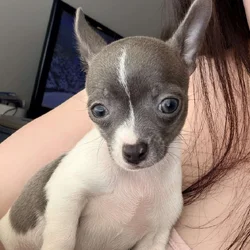 Female Chihuahua