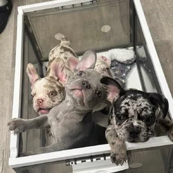12-Week-Old Frenchie Puppies Ready Today!