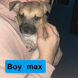 Puppies for sale