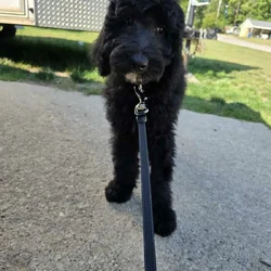 Harley-7-month-old goldendoodle