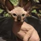 Thumbnail 13