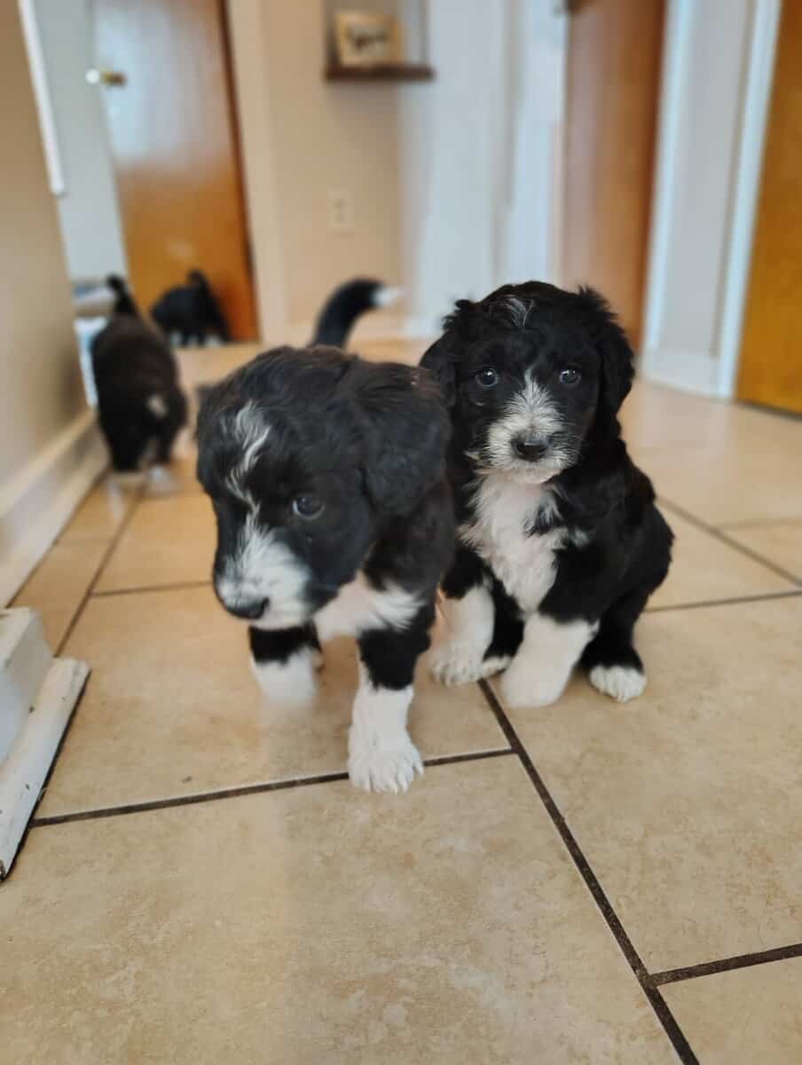 Bo adorable Aussie Doodle puppy image 9