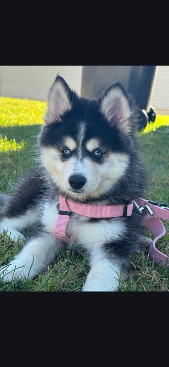 7 month Koda the Pomsky for adoption/sale image 7