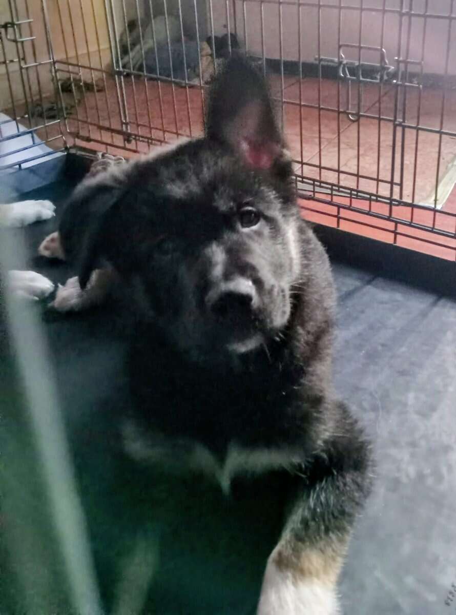 German Shepard Husky Puppies image 3