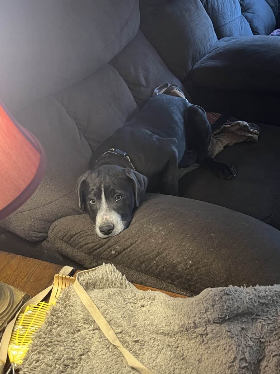 14 week old puppies image 4