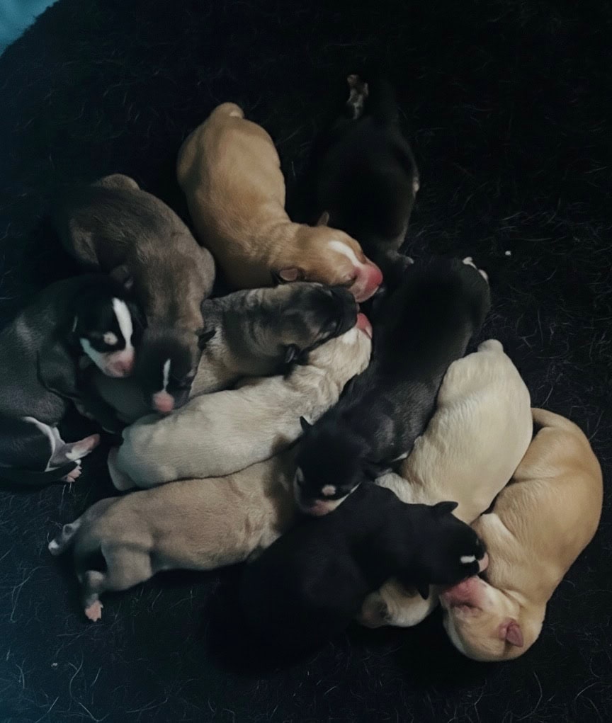 Alaskan Husky puppies image 1