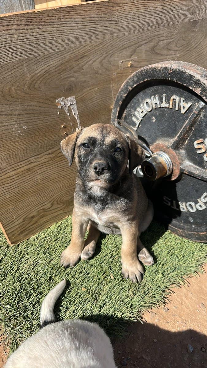 Bull terrier/pitbull/blue heeler mixed pups image 2