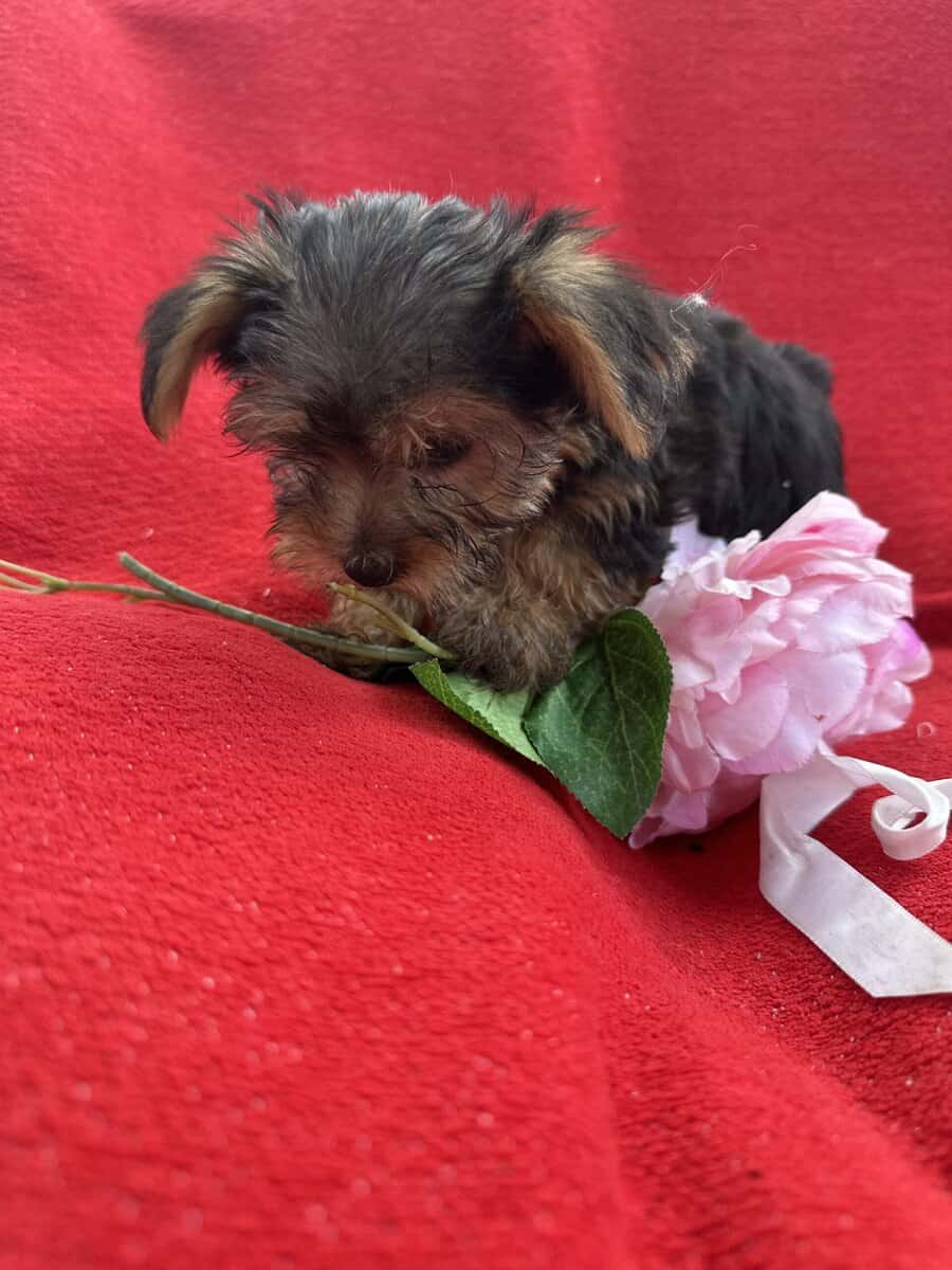 Yorkie puppies image 10