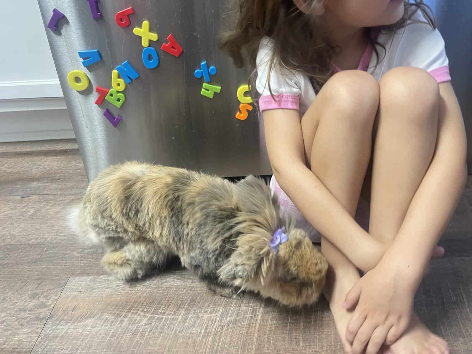 Rehoming bunny image 4