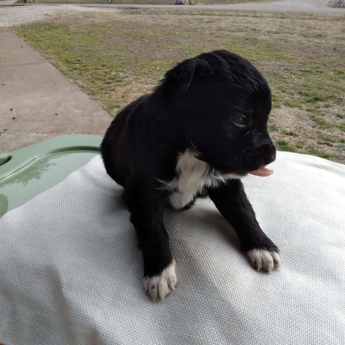 Border Collie/ Golden Retriever Mix male puppies image 4