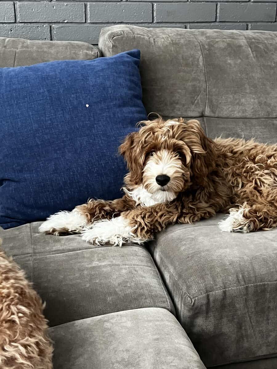 Angelic (M) F1BB Mini Goldendoodle Puppy image 2