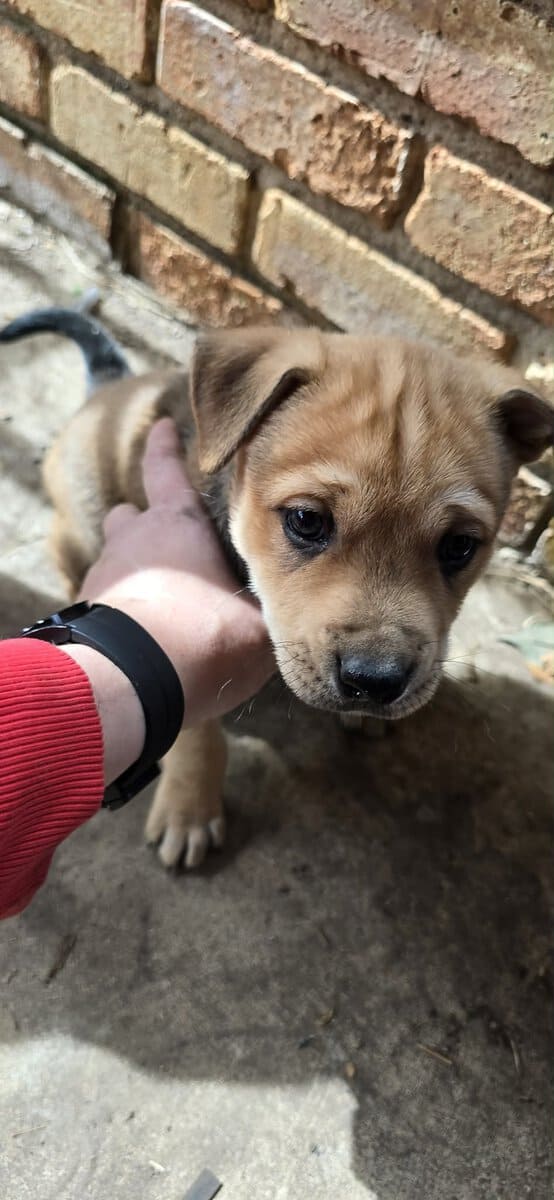 Belgium malinois mix puppies image 1