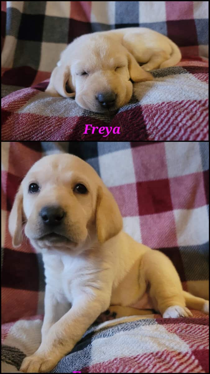 AKC & UKC Lab Puppies image 1