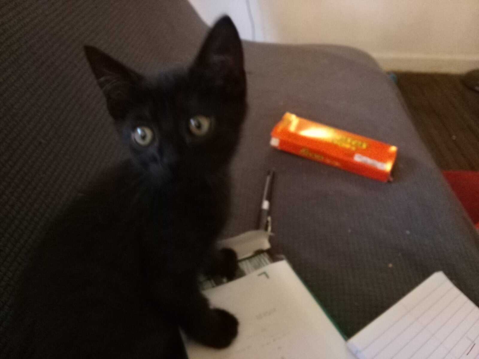 Cutie Kitten image 3
