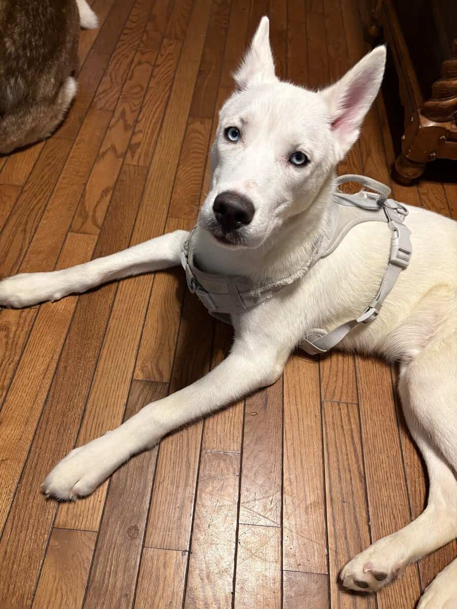 Siberian Husky image 1