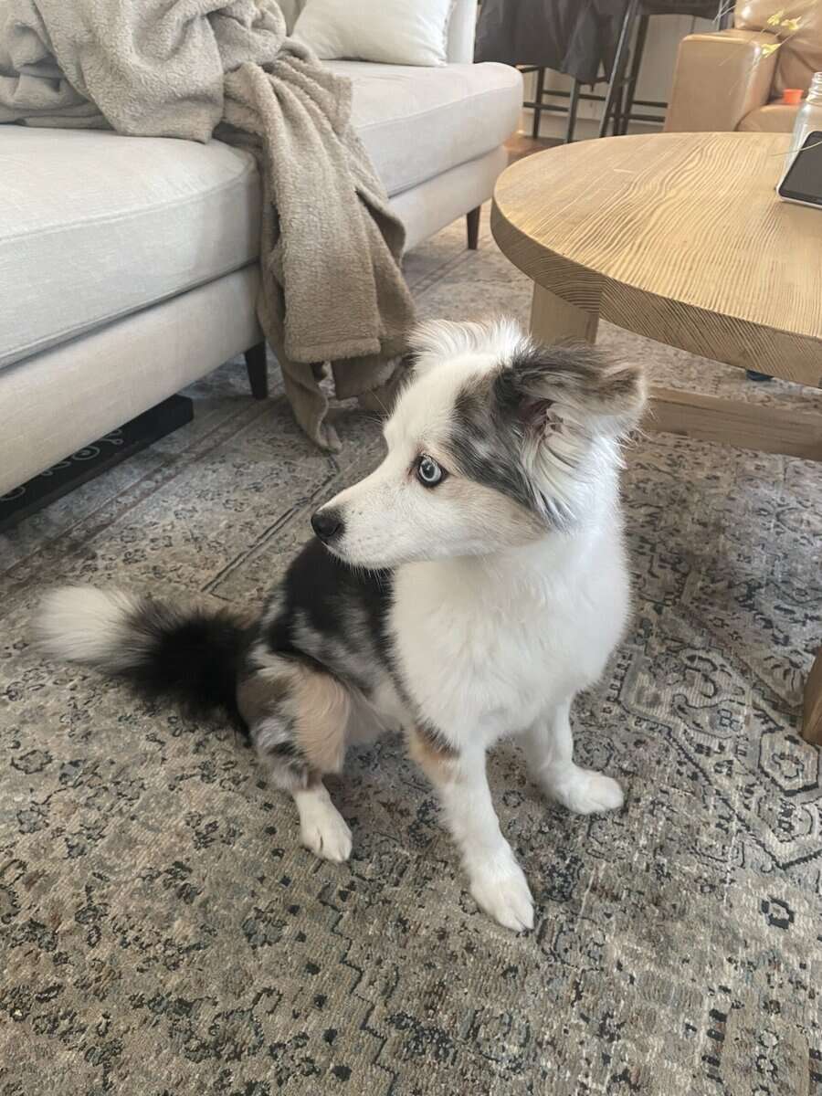 Purebred - Need to Rehome! image 2