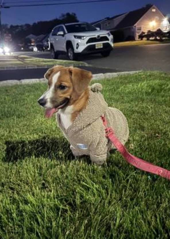 CORGI DACHSHUND needs new home. image 1