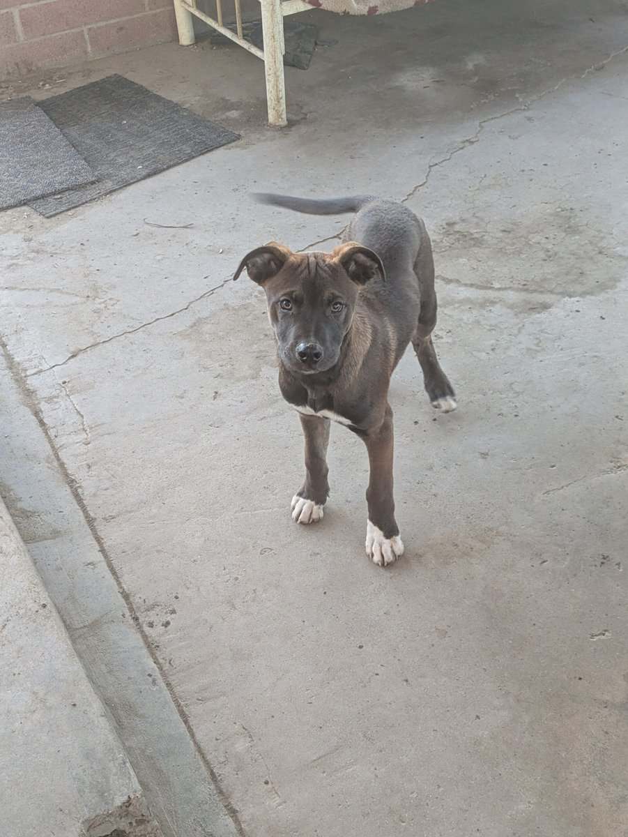 Puppies free to good home image 6